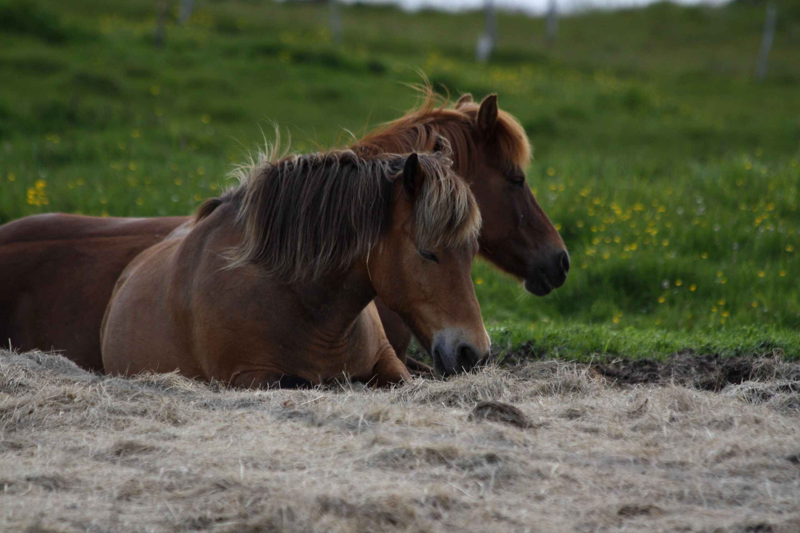 Verðhækkun á folaldakjöti
