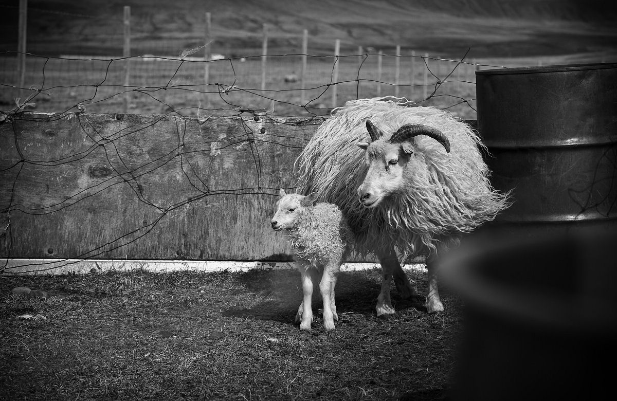 Vegna viðbótargreiðslu